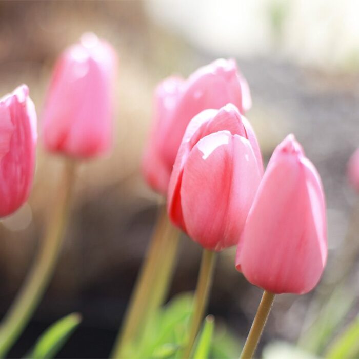 Closeup of pink tulips